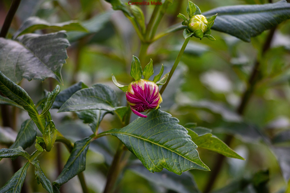 Dálias 
©Carmelita Melo