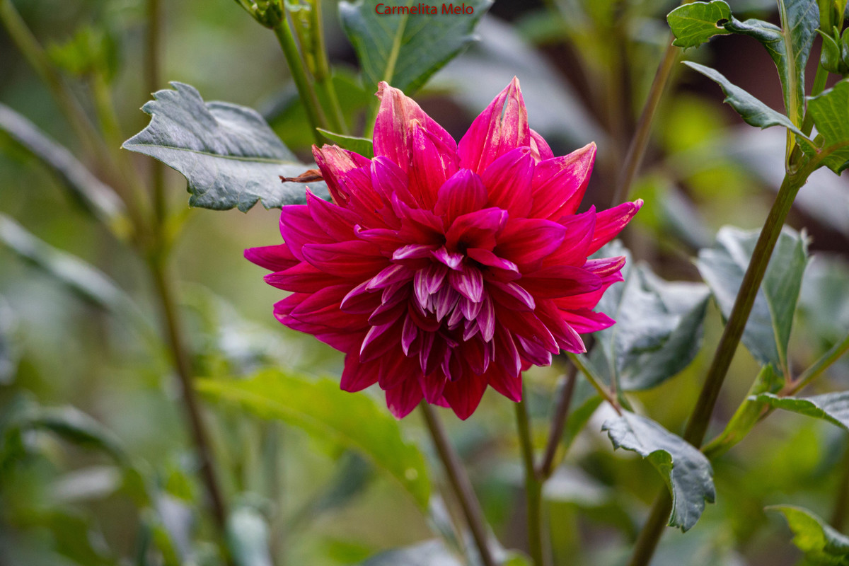 Dálias
©Carmelita Melo