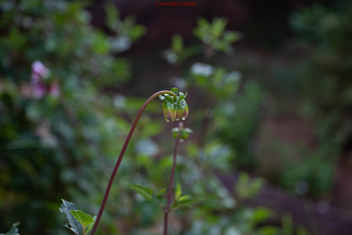 Dálias
 ©Carmelita Melo