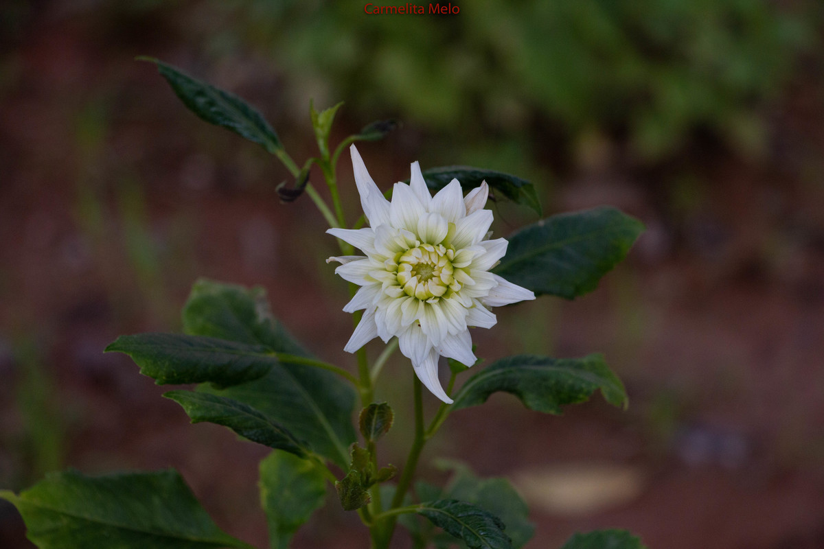 Dálias 
©Carmelita Melo