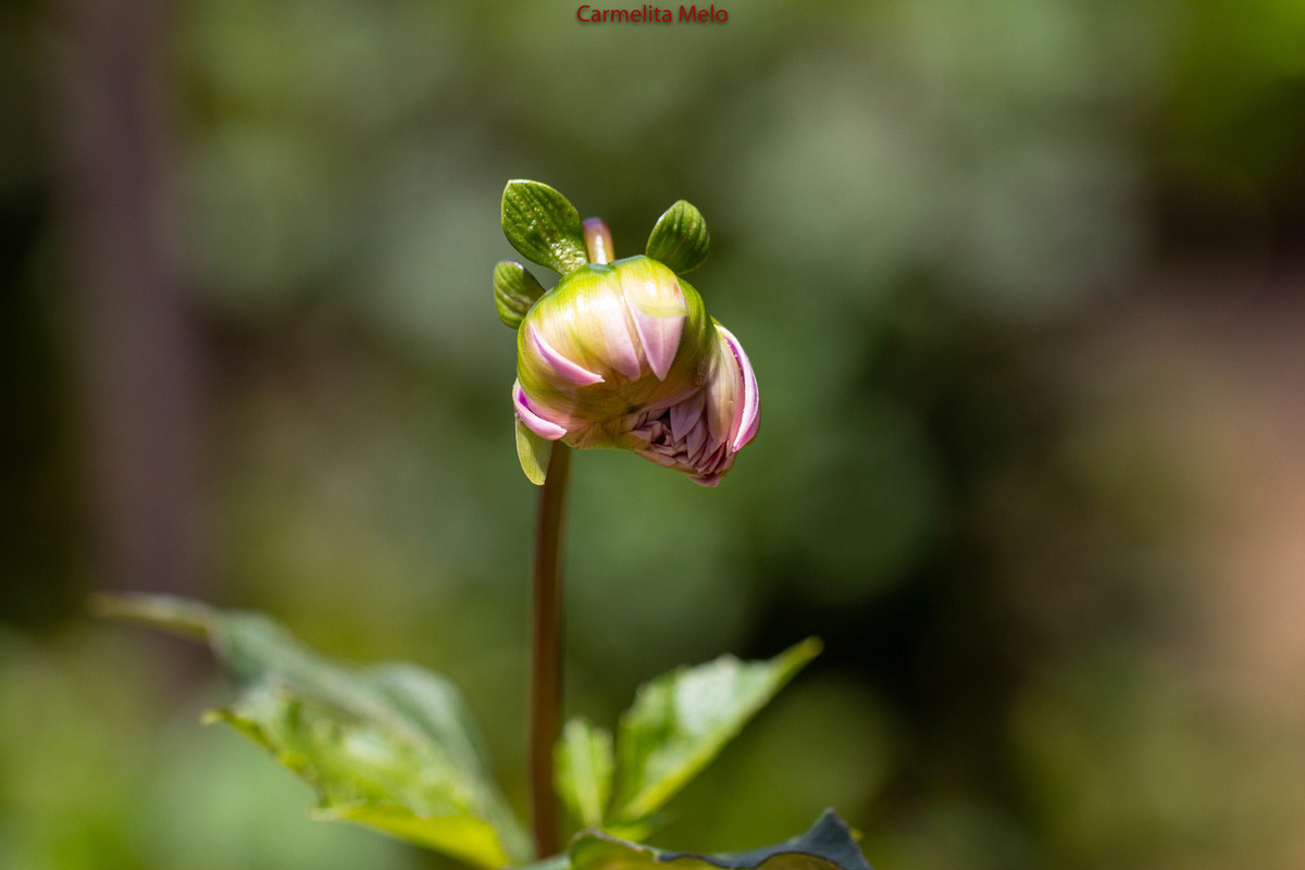 ©Carmelita Melo