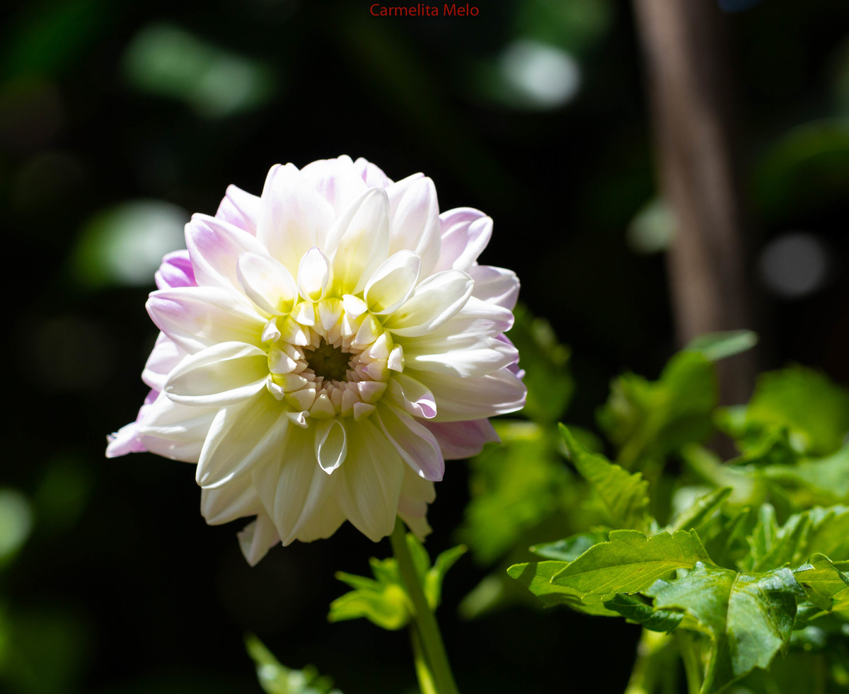 ©Carmelita Melo