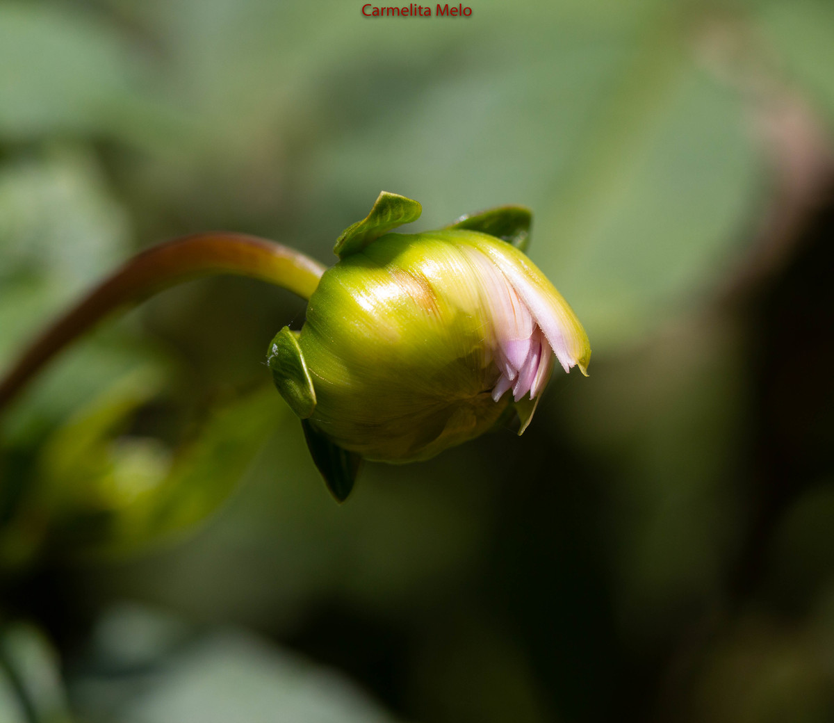 ©Carmelita Melo