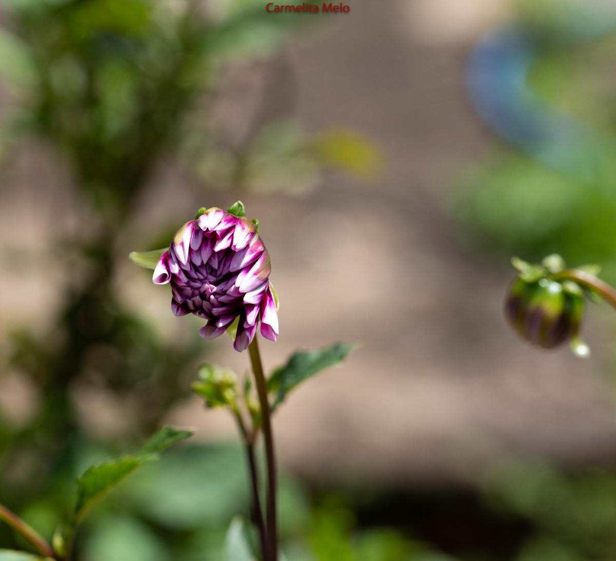 ©Carmelita Melo