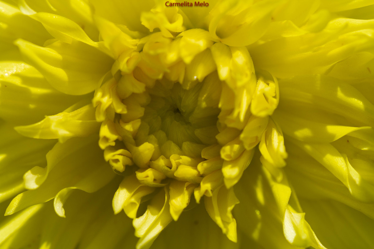 ©Carmelita Melo