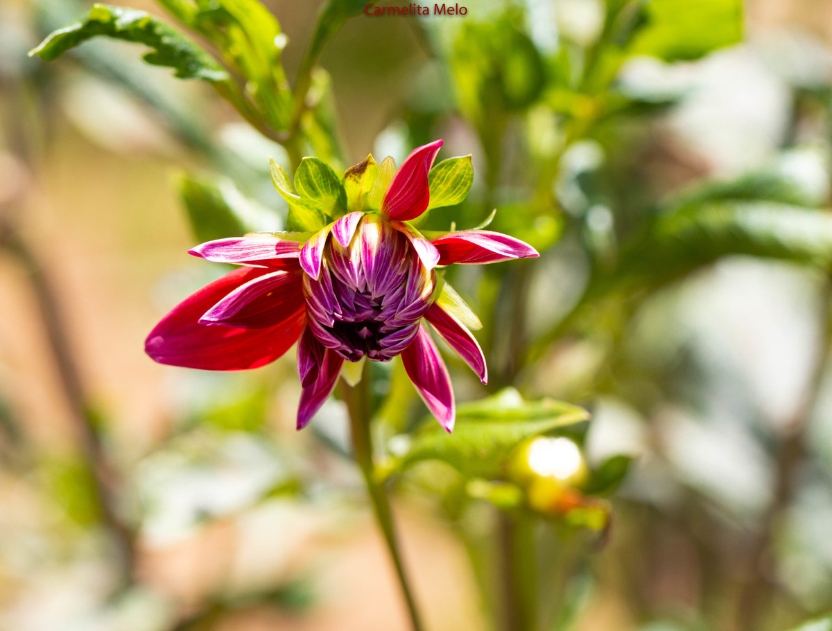 ©Carmelita Melo