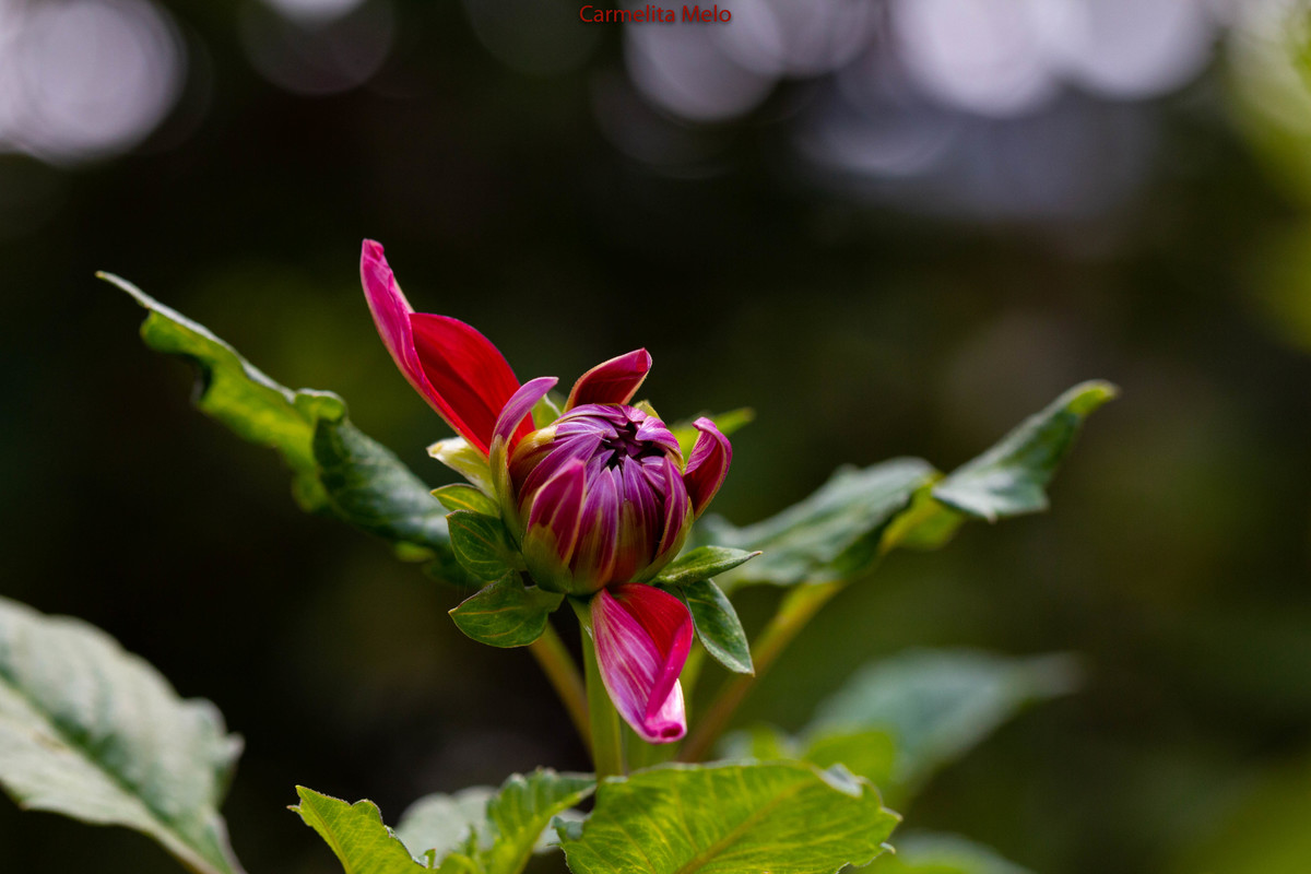 ©Carmelita Melo