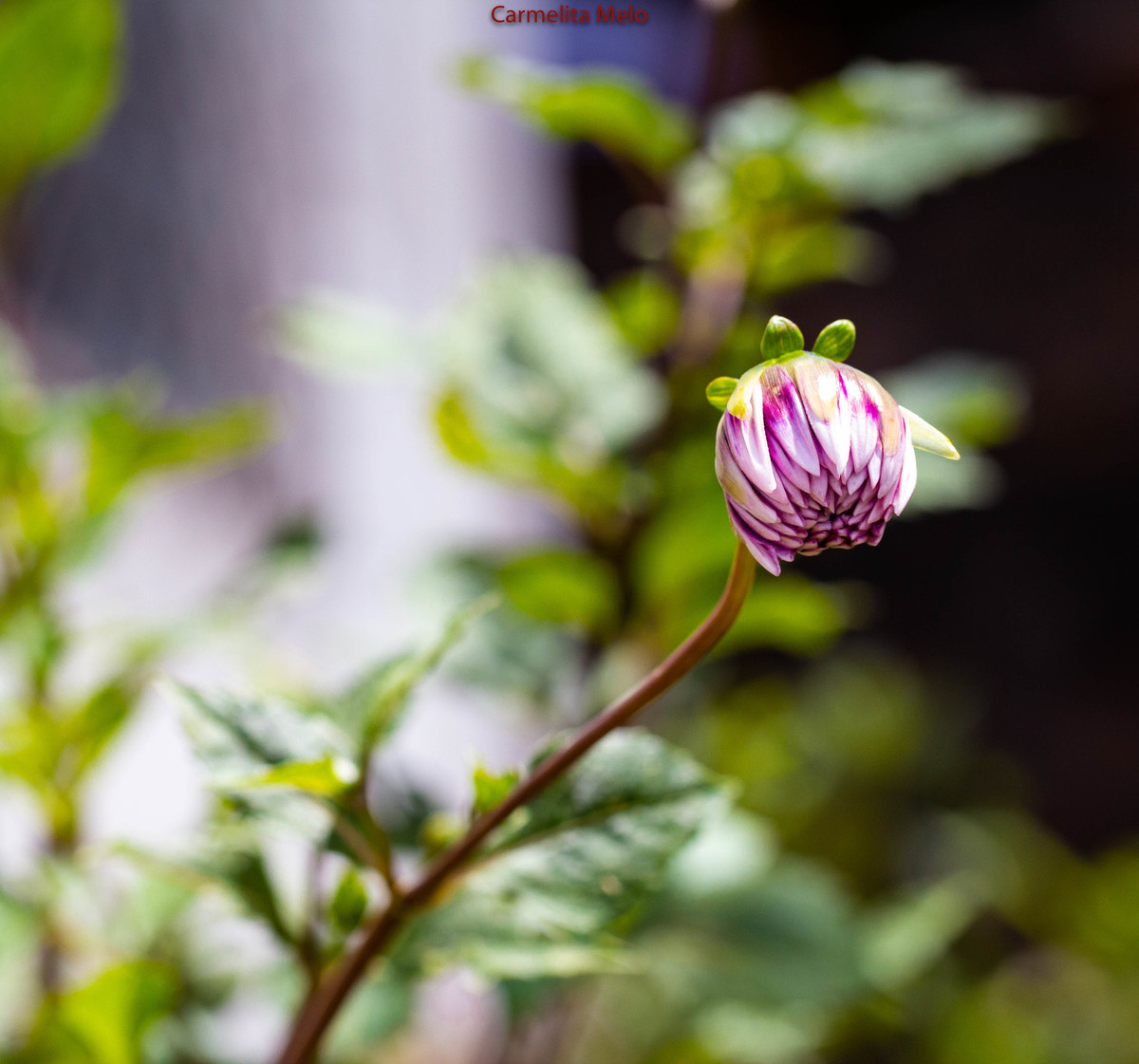 ©Carmelita Melo