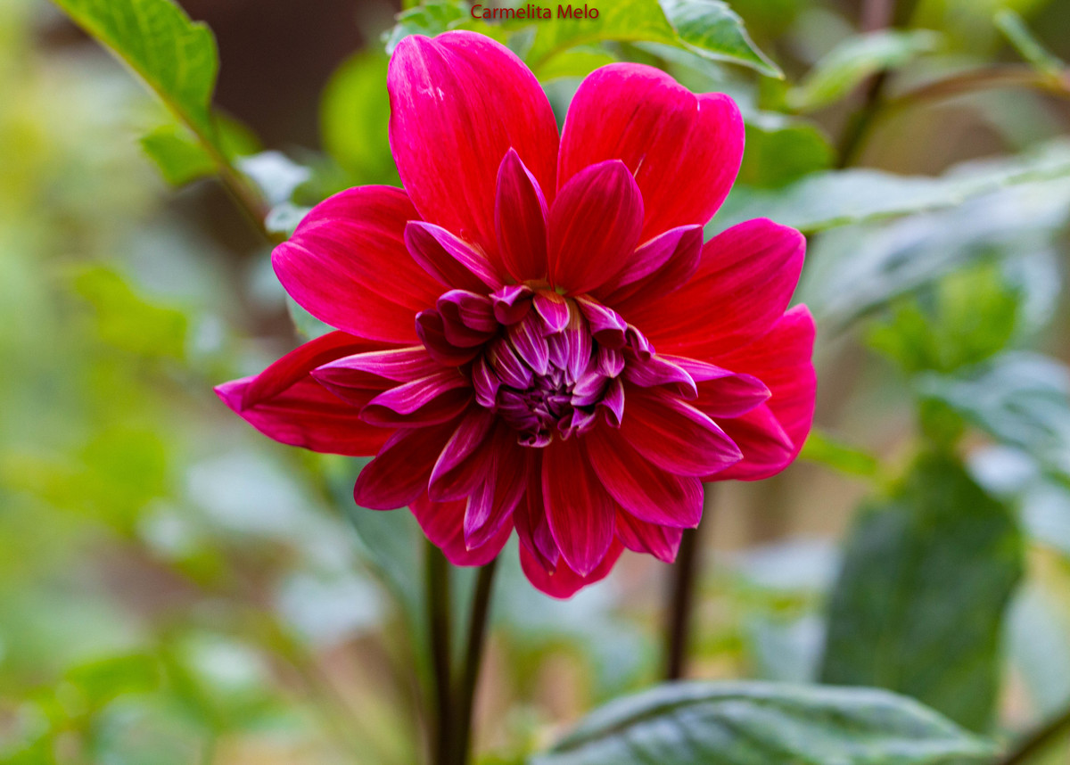 ©Carmelita Melo