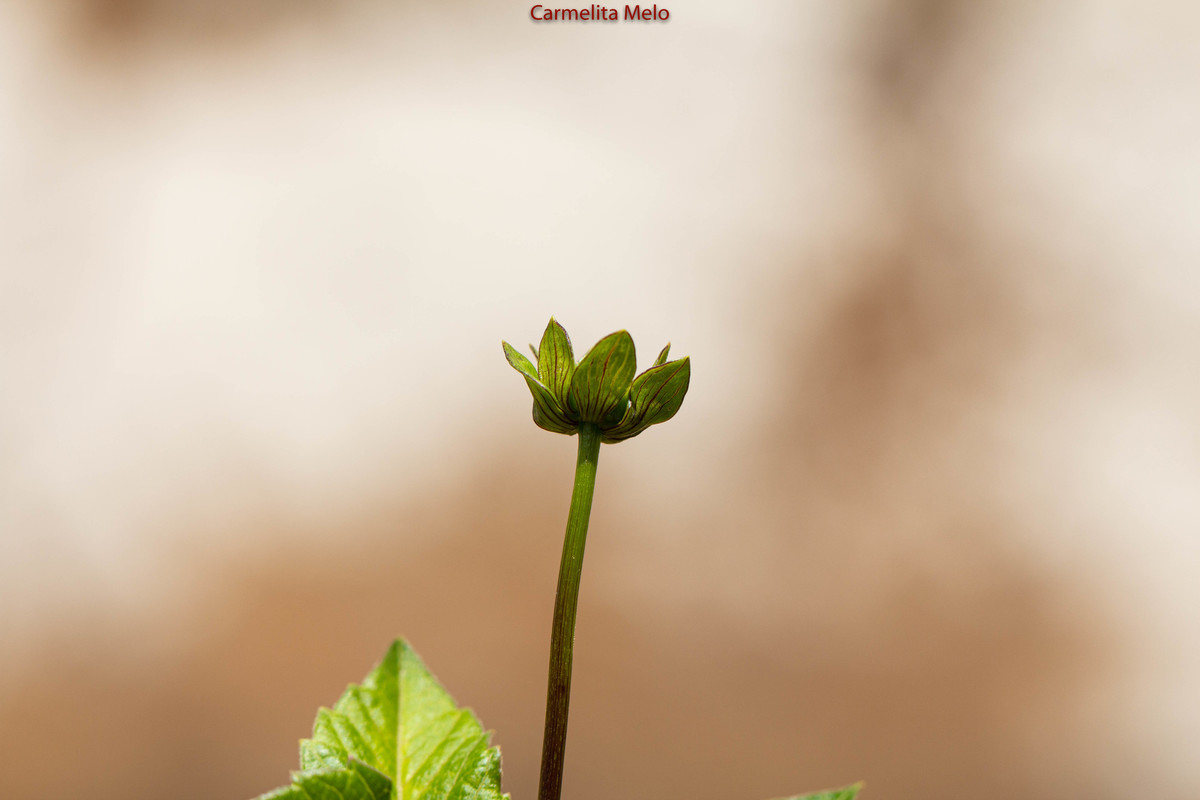 ©Carmelita Melo