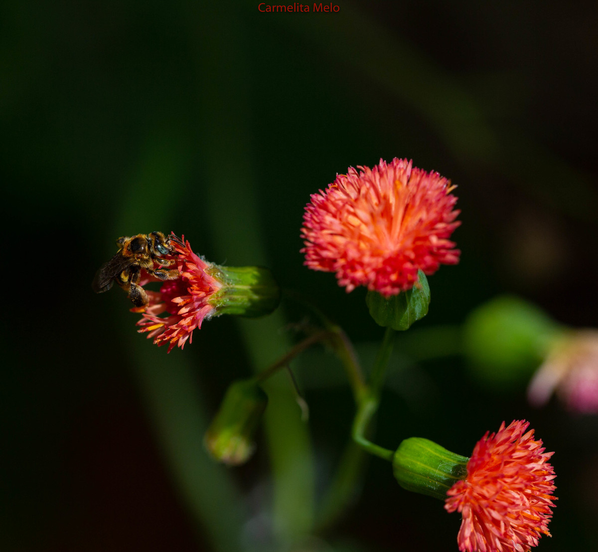 ©Carmelita Melo