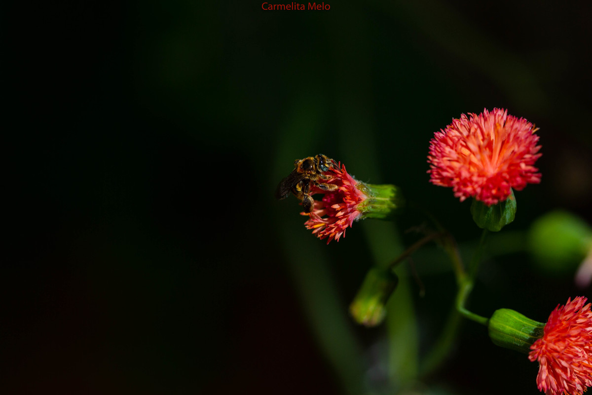 ©Carmelita Melo
