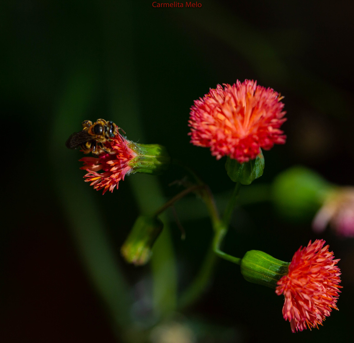 ©Carmelita Melo