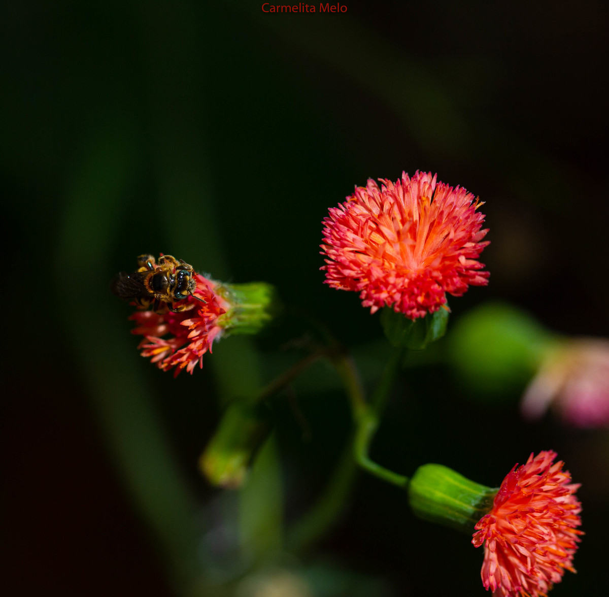 ©Carmelita Melo