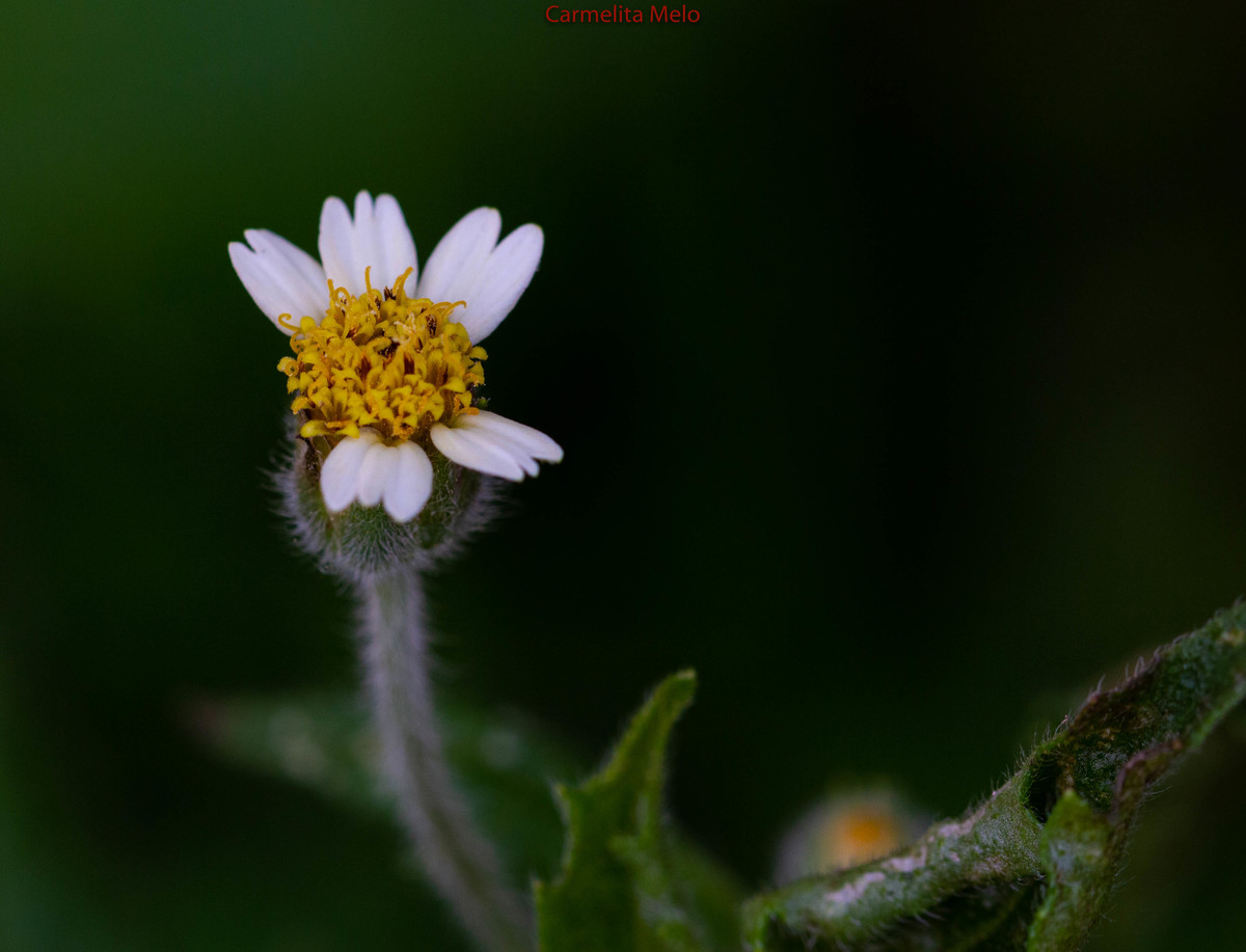 ©Carmelita Melo