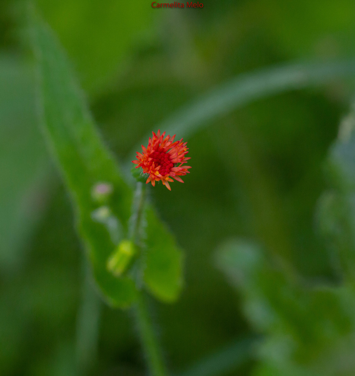 ©Carmelita Melo