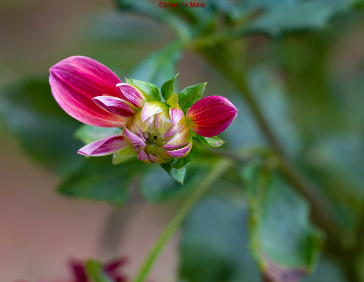 Dália - Jolie
Belo Horizonte MG 15 - 01 - 2022