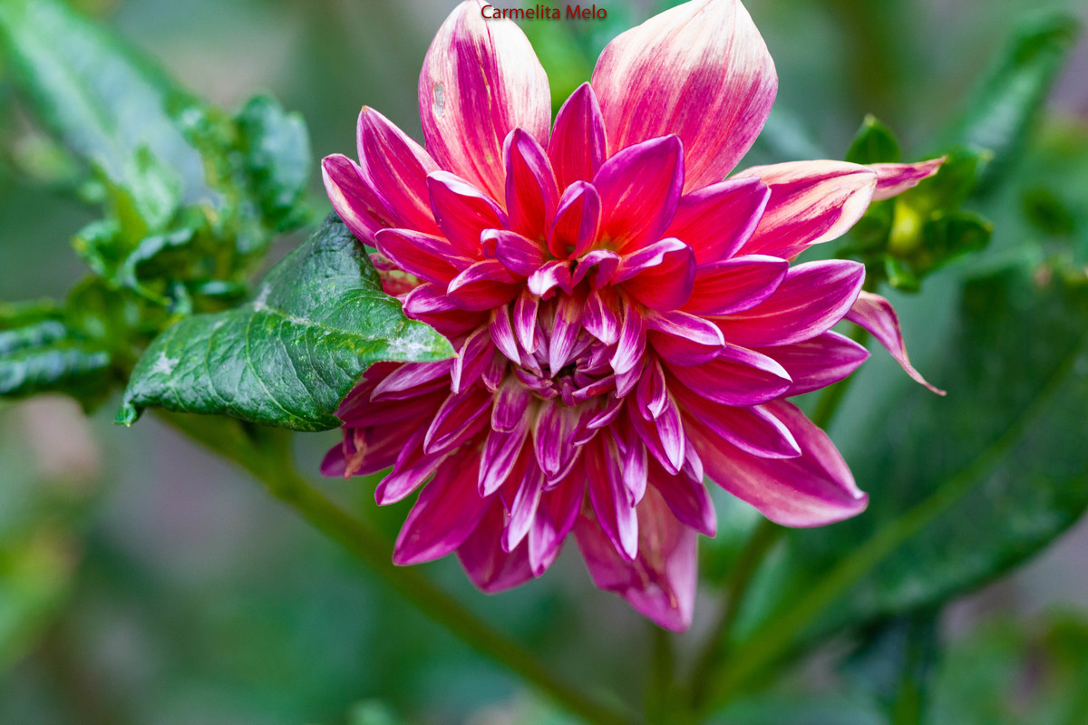 Dália - Jolie
Belo Horizonte MG 15 - 01 - 2022