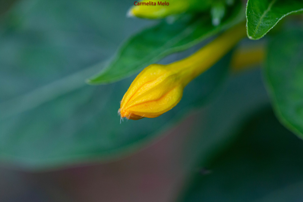 Dália - Jolie
Belo Horizonte MG 15 - 01 - 2022