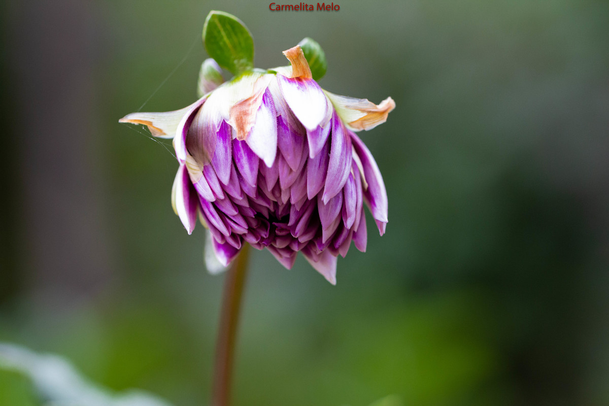 Dália - Jolie
Belo Horizonte MG 15 - 01 - 2022