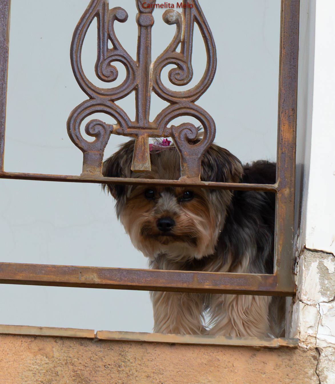 Dália - Jolie
Belo Horizonte MG 15 - 01 - 2022