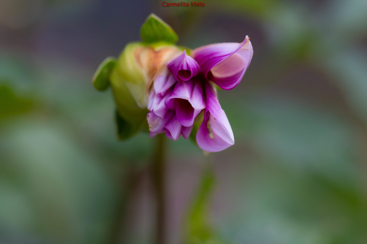 Dália - Jolie
Belo Horizonte MG 15 - 01 - 2022