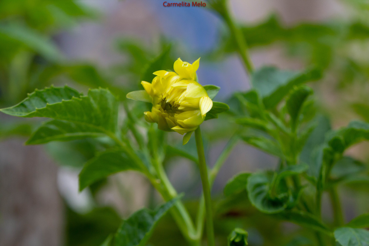 Dália - Jolie
Belo Horizonte MG 15 - 01 - 2022