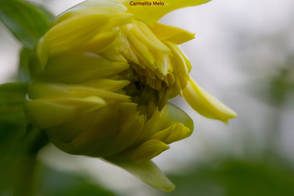 Dália - Jolie
Belo Horizonte MG 15 - 01 - 2022