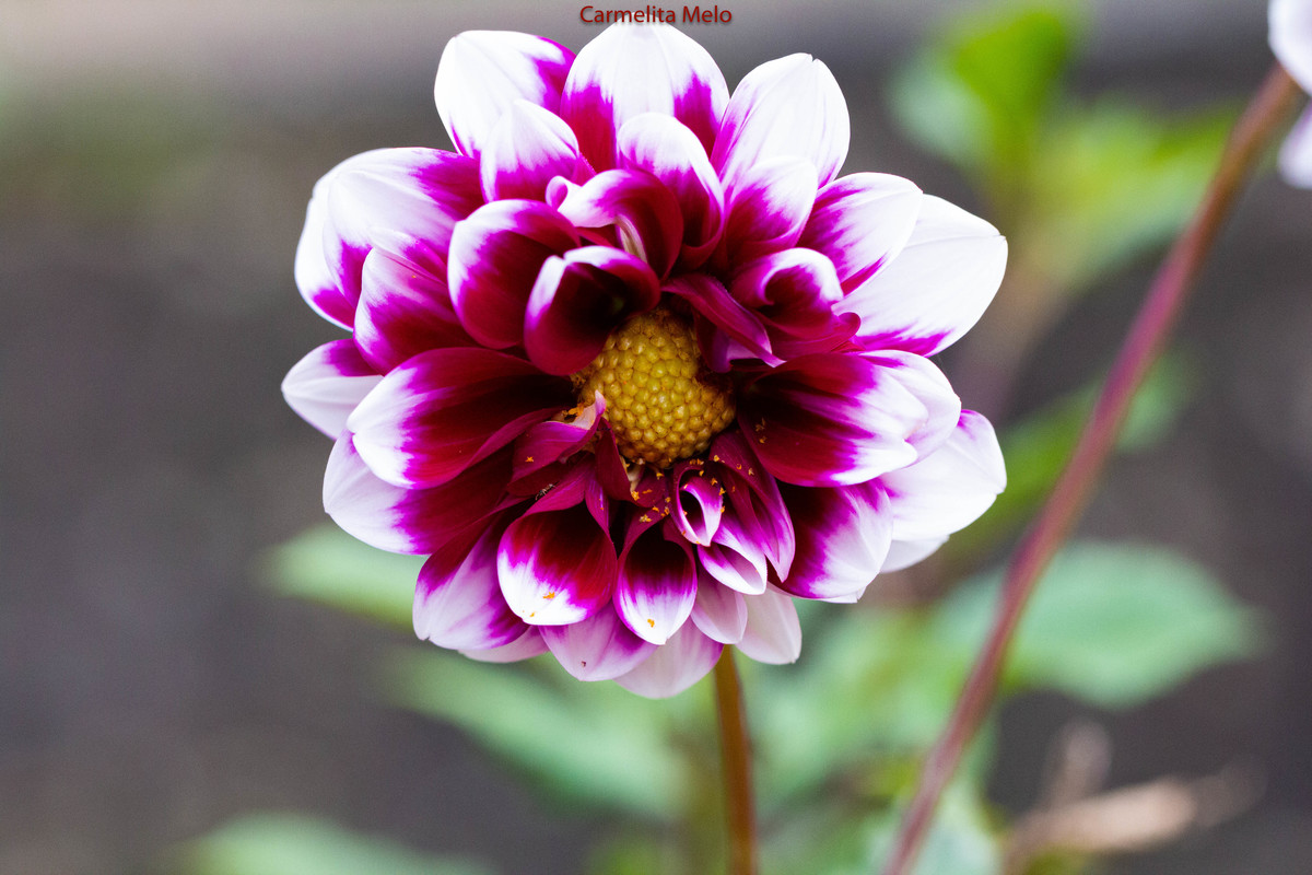 Dália - Jolie
Belo Horizonte MG 15 - 01 - 2022