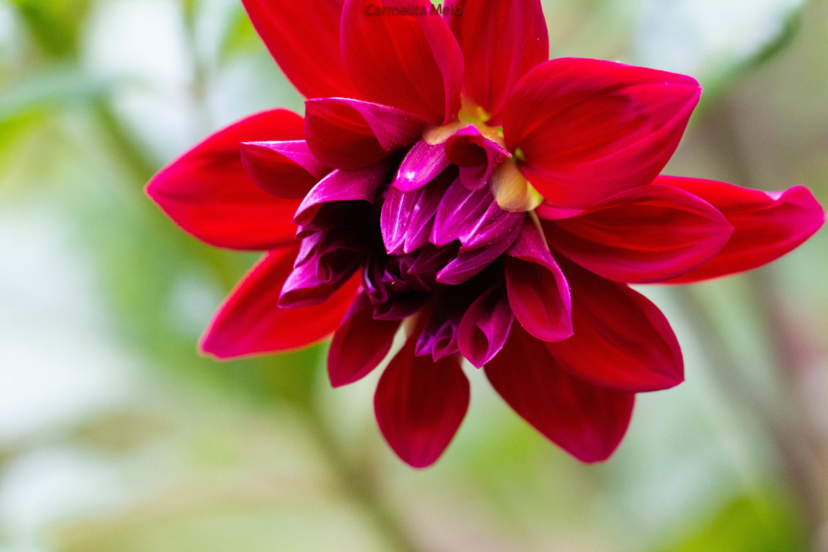 Dália - Jolie
Belo Horizonte MG 15 - 01 - 2022