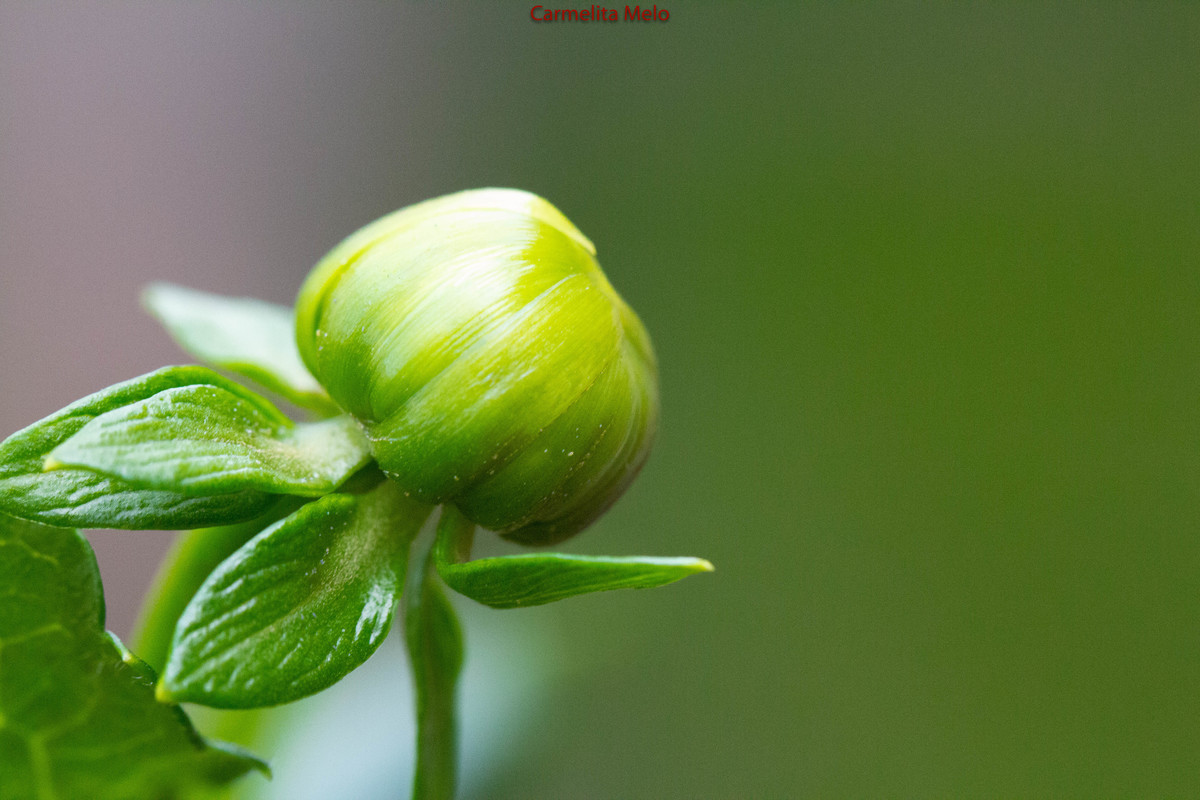 Dália - Jolie
Belo Horizonte MG 15 - 01 - 2022
