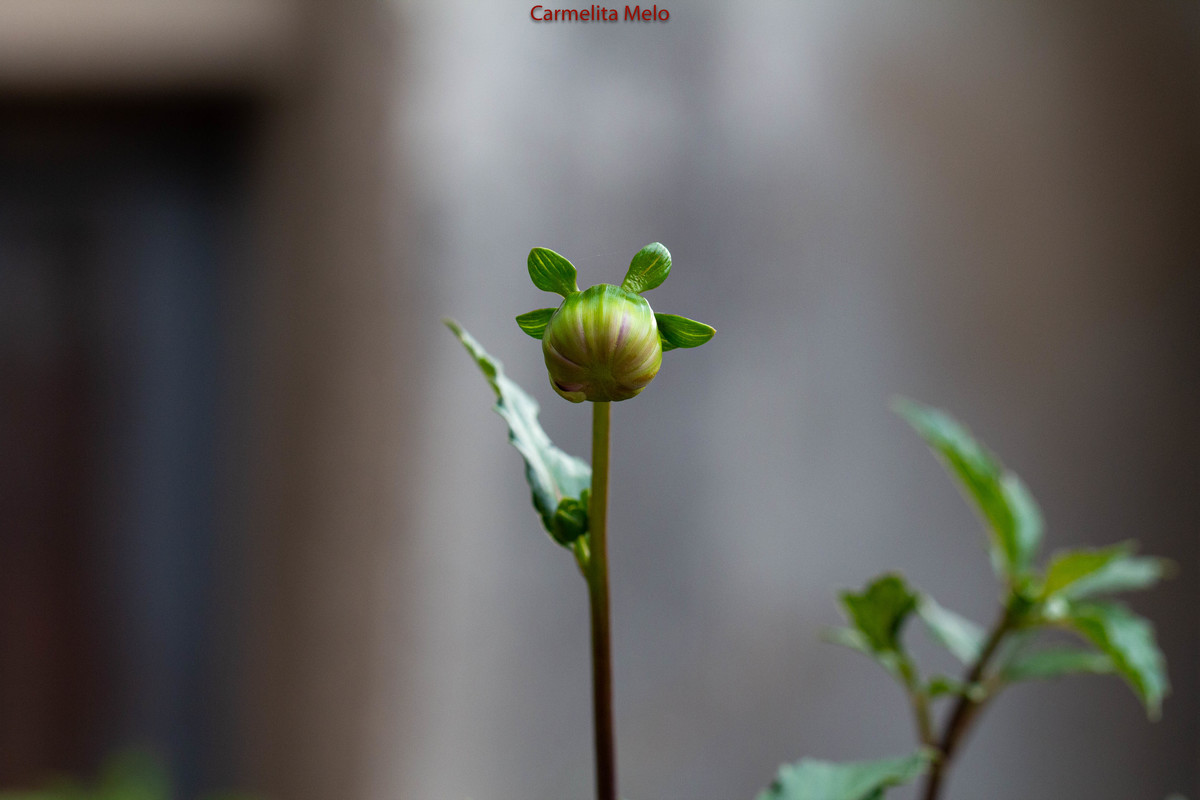 Dália - Jolie
Belo Horizonte MG 15 - 01 - 2022