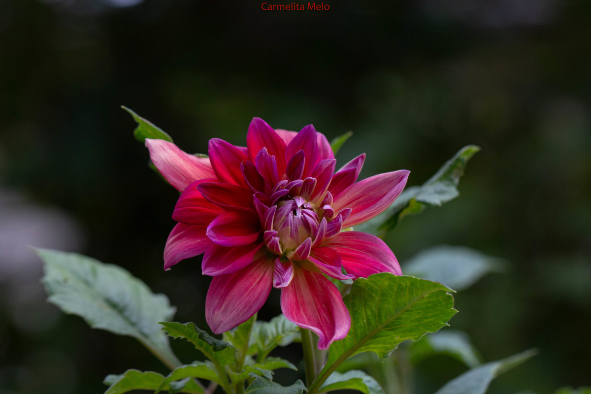 Dália - Jolie
Belo Horizonte MG 15 - 01 - 2022