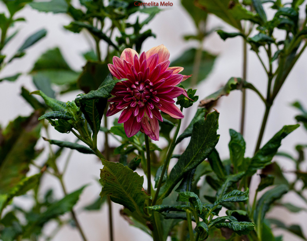 Dália - Jolie
Belo Horizonte MG 15 - 01 - 2022