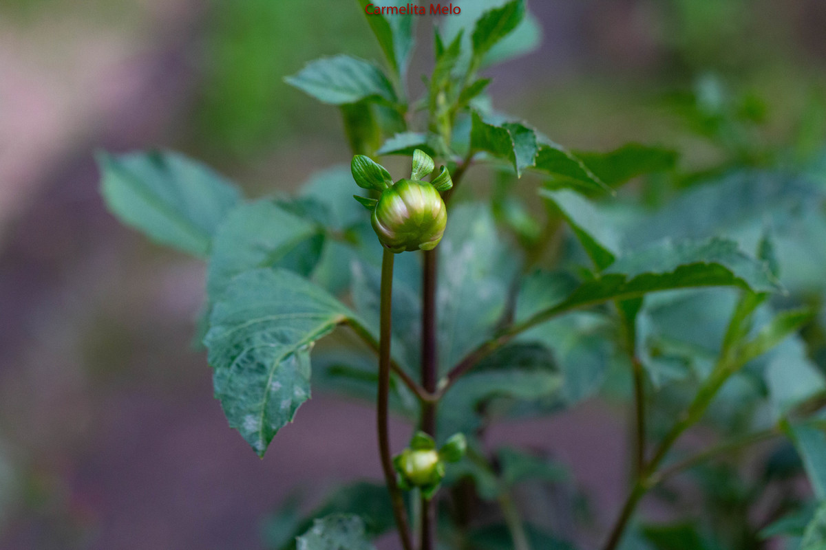 Dália - Jolie
Belo Horizonte MG 15 - 01 - 2022