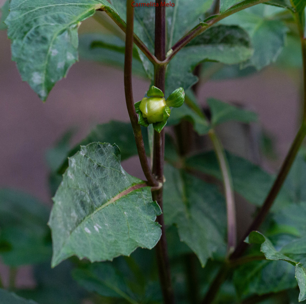 Dália - Jolie
Belo Horizonte MG 15 - 01 - 2022