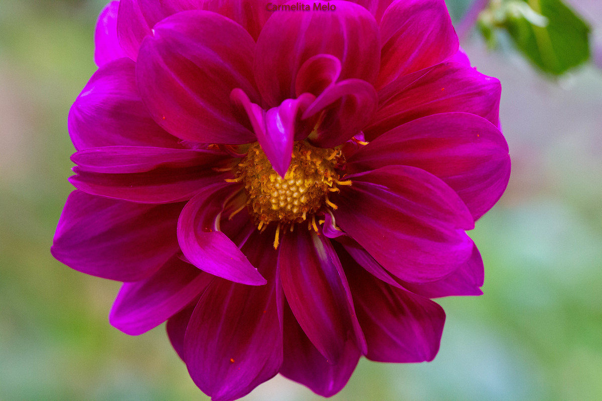 Dália - Jolie
Belo Horizonte MG 15 - 01 - 2022