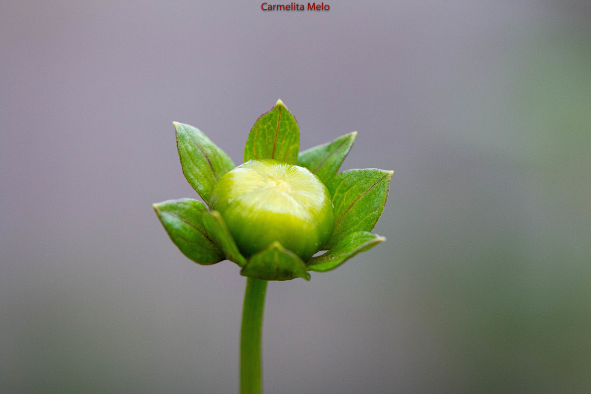 Dália - Jolie
Belo Horizonte MG 15 - 01 - 2022