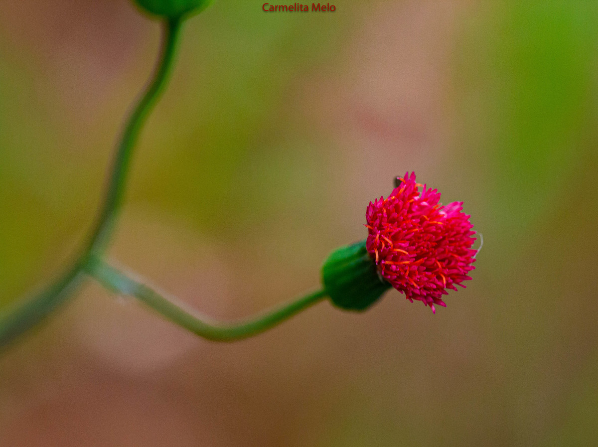 Belo Horizonte - MG
11 - 01 - 2022