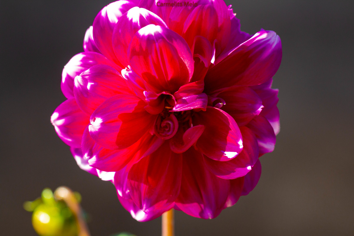 Dálias
Belo Horizonte MG

Direitos Autorais
©Carmelita maria