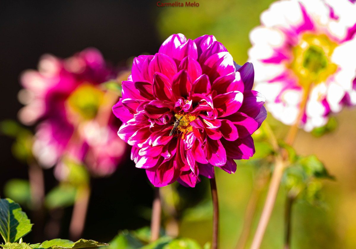 Dálias
Belo Horizonte MG