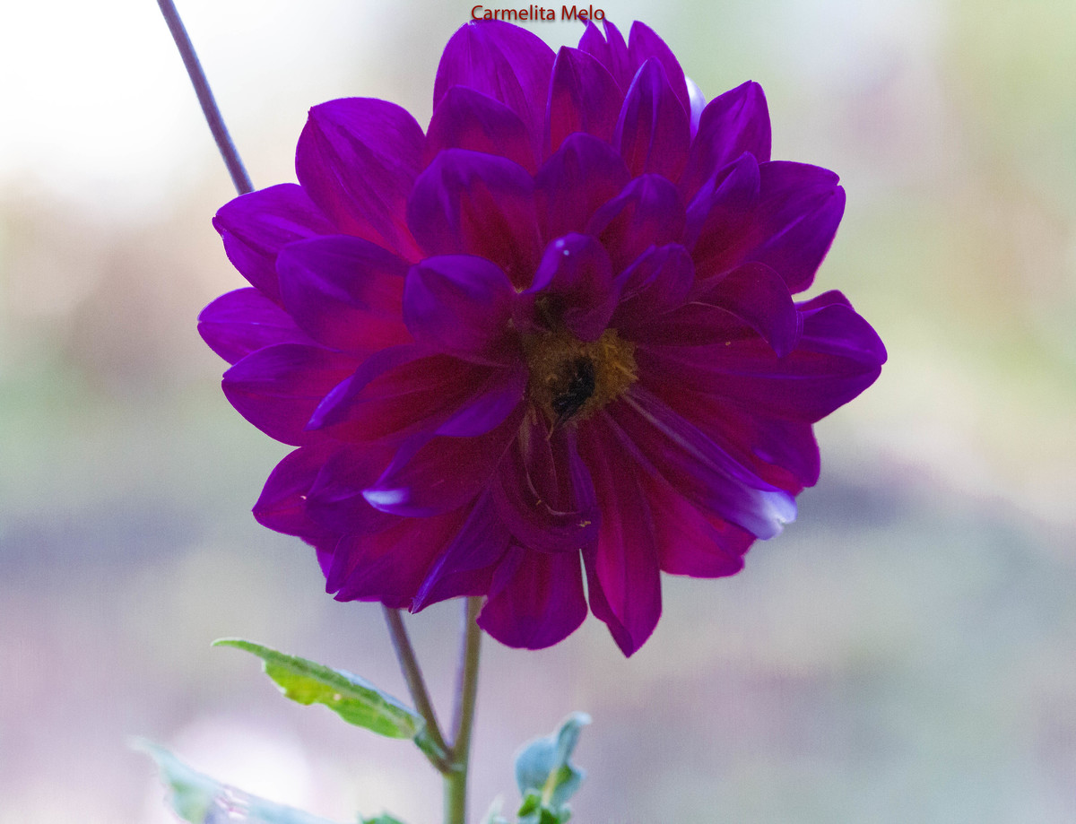 Dálias
Belo Horizonte MG