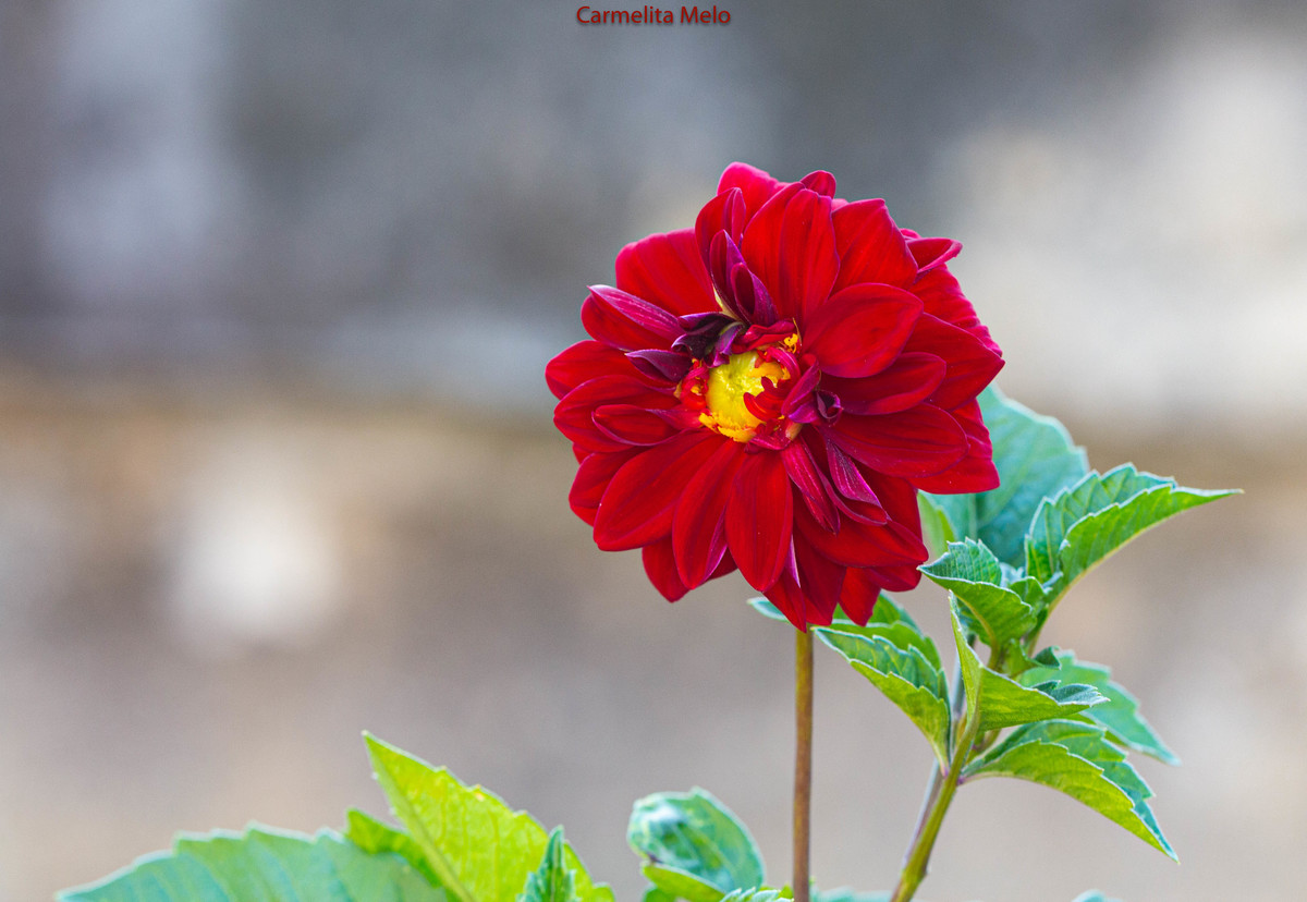 Dálias
Belo Horizonte MG