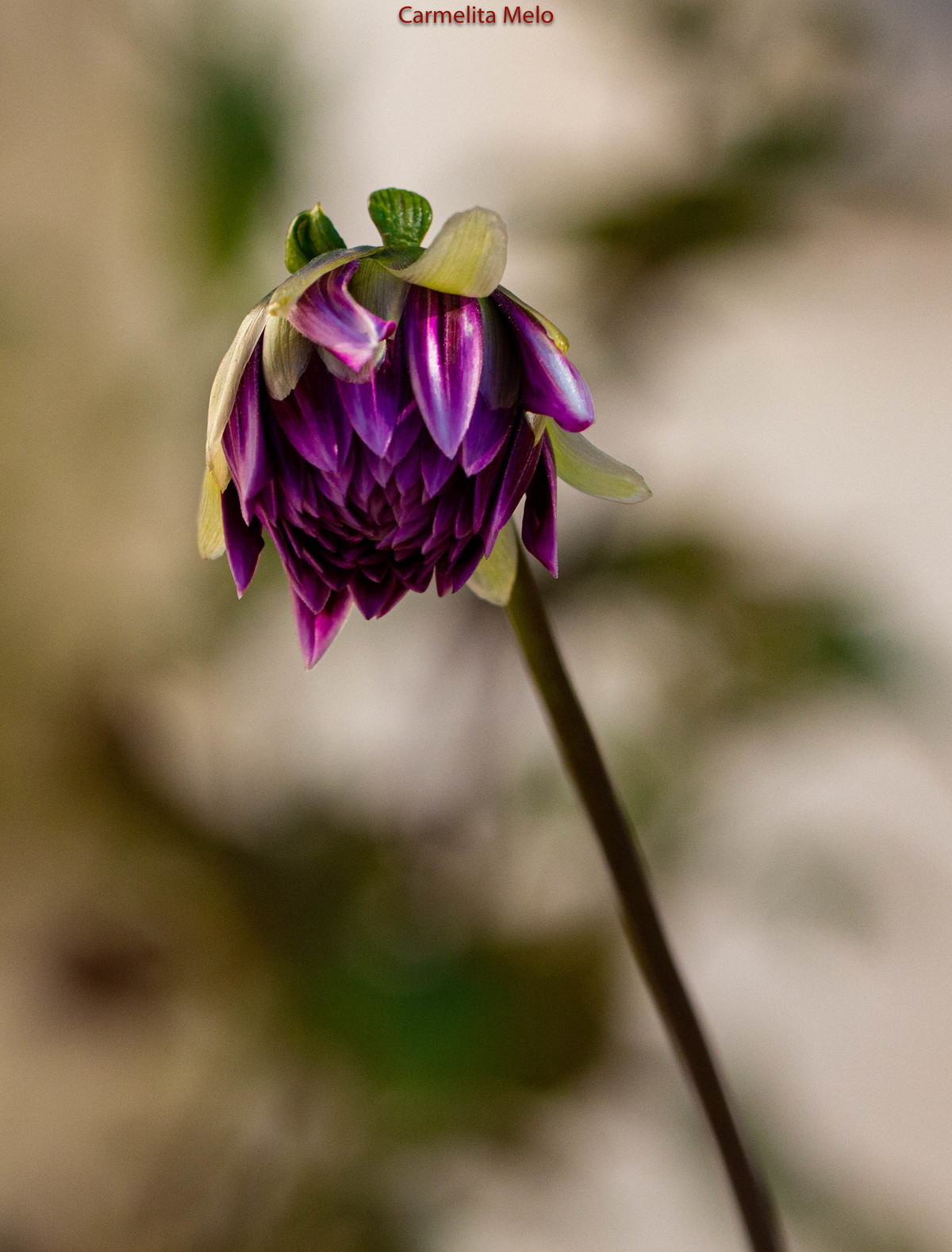 Dálias
Belo Horizonte MG