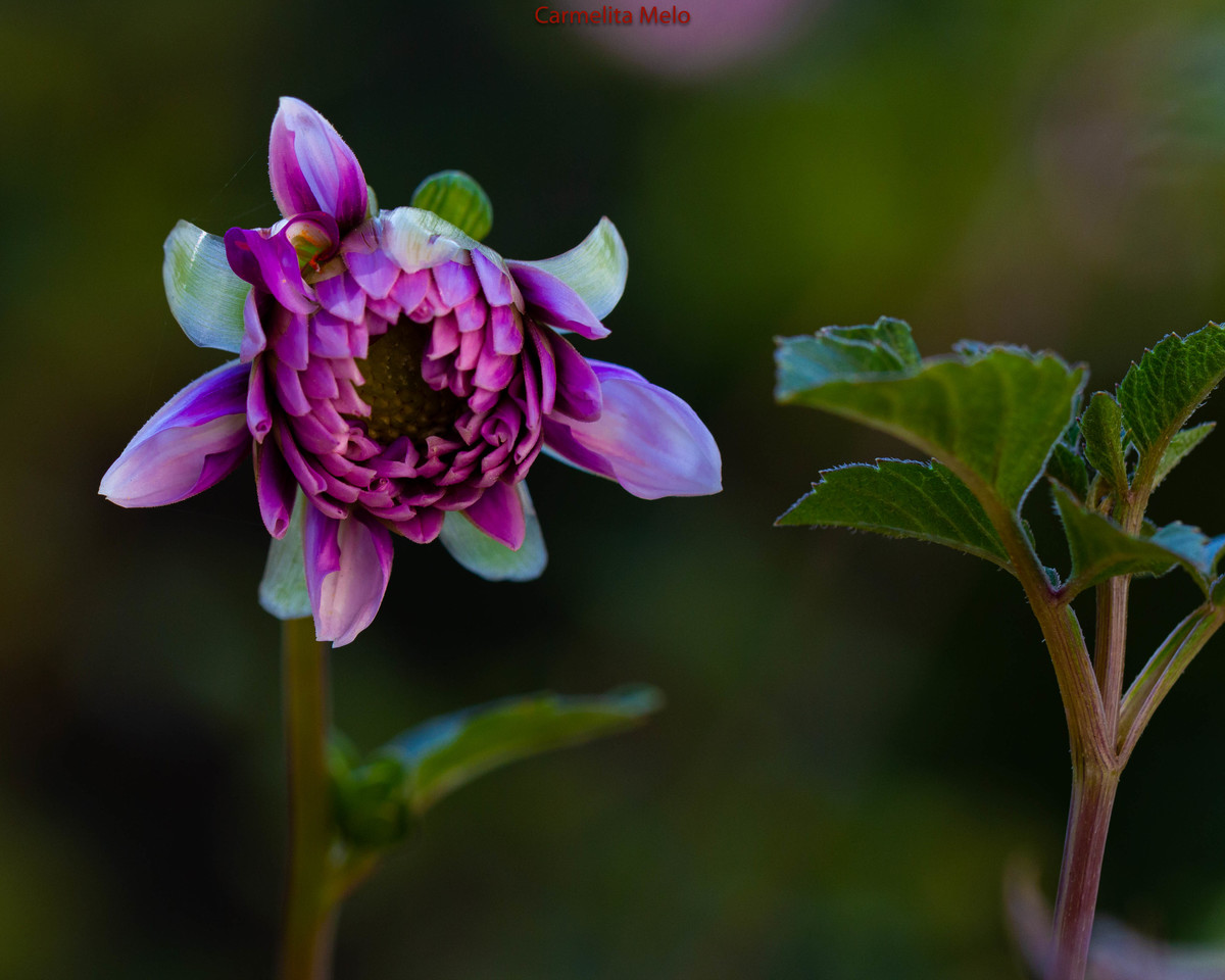 Dálias
Belo Horizonte MG