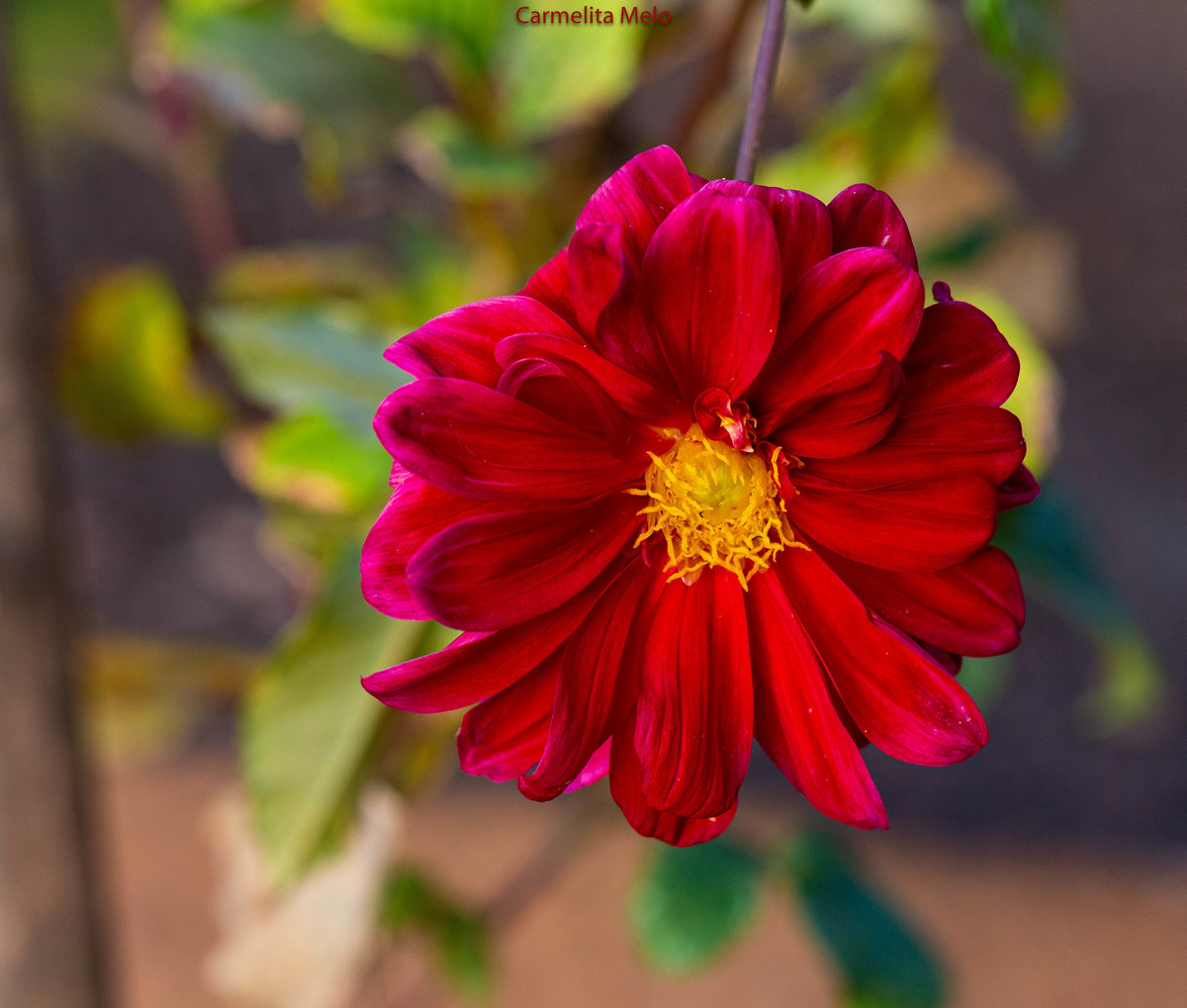 Dálias - Flores
Belo Horizonte MG

Direitos Autorais

©Carmelita Maria