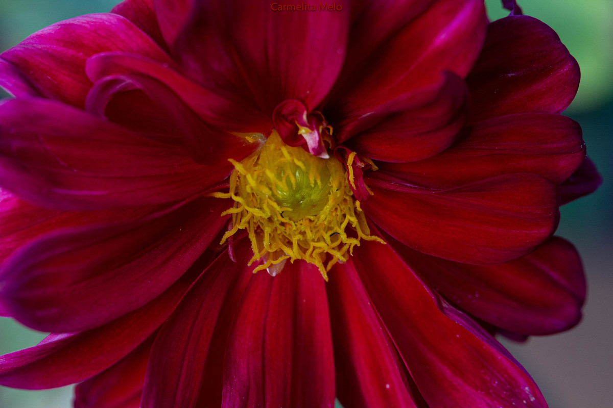 Dálias - Flores
Belo Horizonte MG
