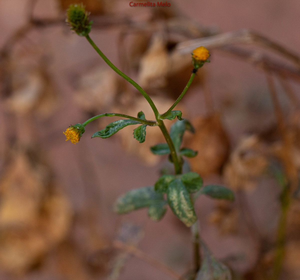 Dálias - Flores
Belo Horizonte MG
