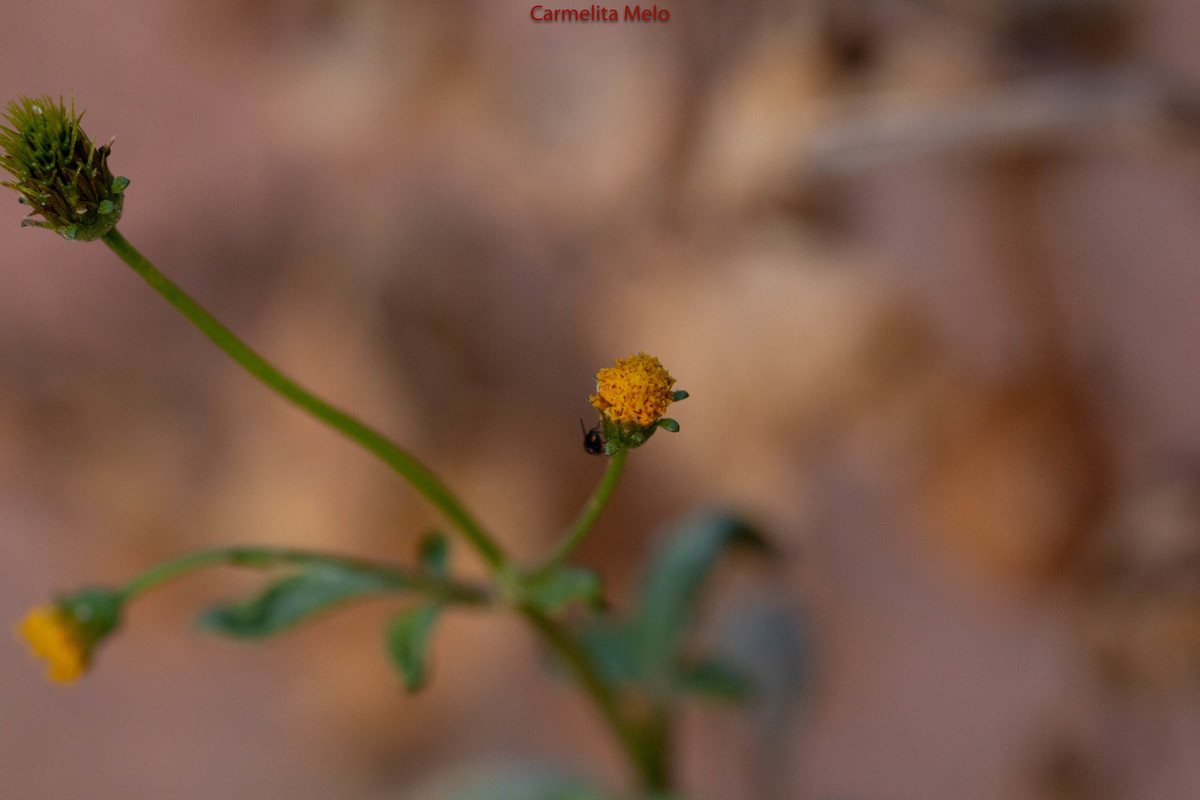 Dálias - Flores
Belo Horizonte MG
