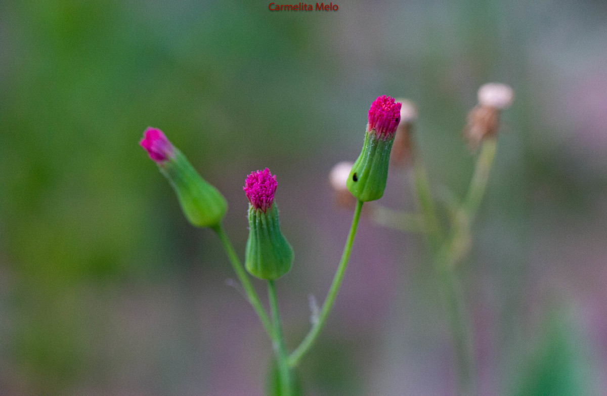 Dálias - Flores
Belo Horizonte MG
